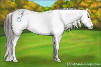 Horse Color:Blue Roan Varnish 