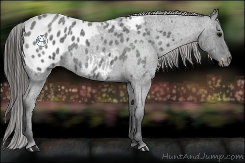 Horse Color:Blue Roan Appaloosa 