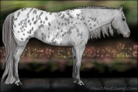 Horse Color:Blue Roan Appaloosa 