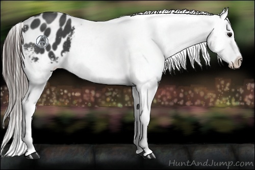 Horse Color:Blue Roan Appaloosa