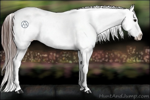 Horse Color:Brown Appaloosa