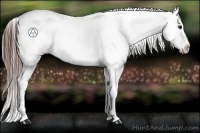 Horse Color:Brown Appaloosa