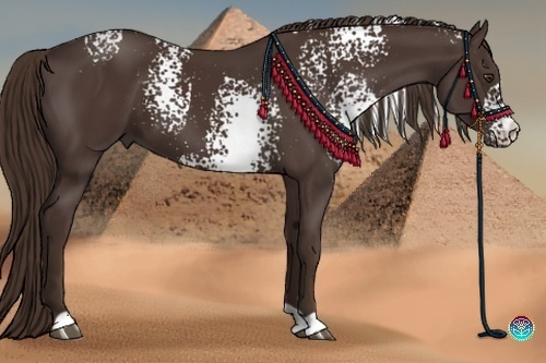 Horse Color:White Spotted Liver Chestnut 