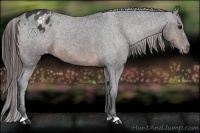 Horse Color:Brown Appaloosa 