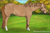Horse Color:Chestnut  Brindle