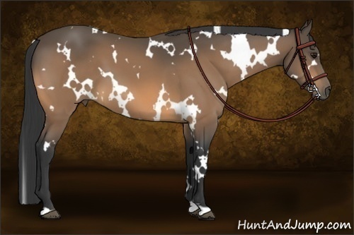 Horse Color:White Spotted Buckskin 