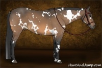 Horse Color:White Spotted Buckskin 