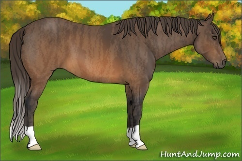 Horse Color:Brown  Brindle