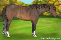 Horse Color:Brown Brindle