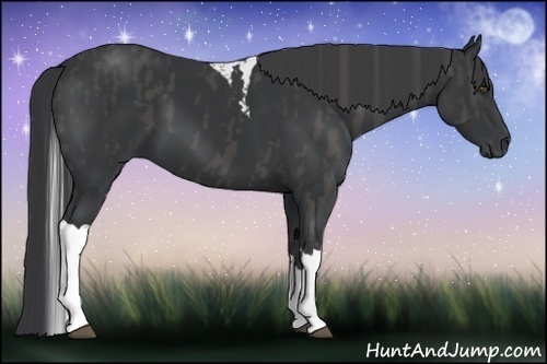 Horse Color:Black Sabino Tobiano Brindle