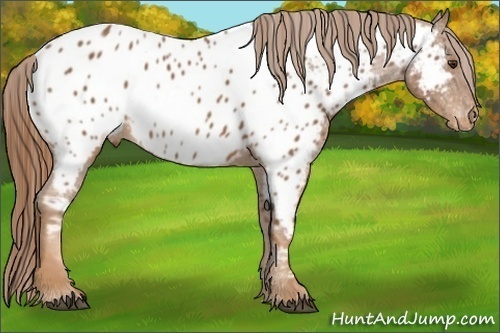 Horse Color:Chestnut Sabino Near Leopard 