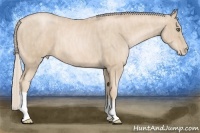 Horse Color:Palomino Pearl Brindle