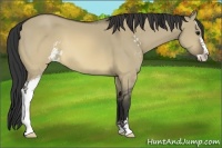 Horse Color:Buckskin Dun Sabino