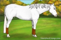 Horse Color:Palomino Near Leopard