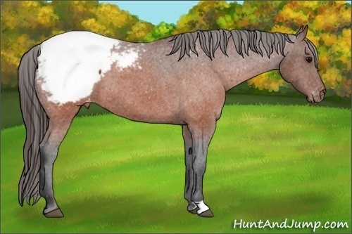Horse Color:Brown Appaloosa 