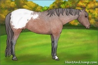 Horse Color:Brown Appaloosa 