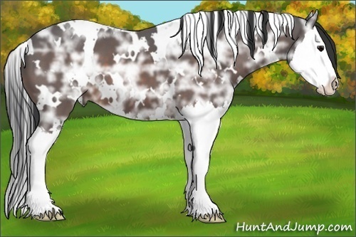Horse Color:White Spotted Bay Ice Splash 