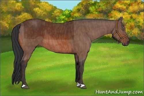 Horse Color:Bay  Brindle