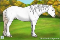 Horse Color:Liver Chestnut Splash Fewspot 