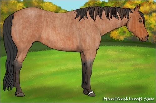 Horse Color:Bay Roan  Brindle