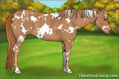 Horse Color:White Spotted Chestnut Brindle