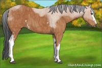 Horse Color:White Spotted Bay Sabino  Brindle