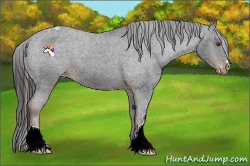 Horse Color:Liver Chestnut Appaloosa 