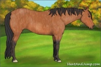 Horse Color:Bay  Brindle