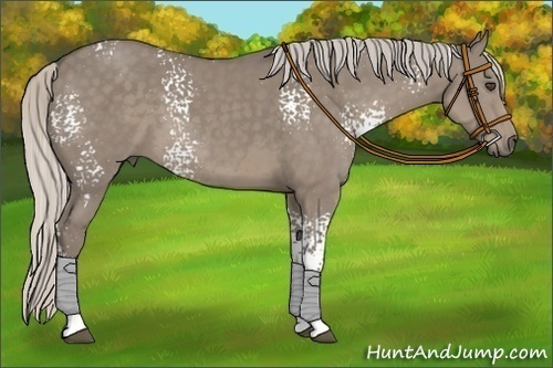 Horse Color:White Spotted Silver Smoky Grullo 