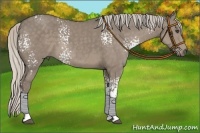 Horse Color:White Spotted Silver Smoky Grullo
