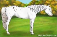 Horse Color:Liver Chestnut Appaloosa 