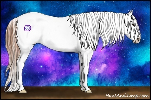 Horse Color:Chestnut Appaloosa