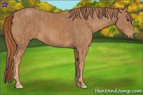 Horse Color:Chestnut  Brindle