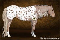 Horse Color:Chestnut Near Leopard