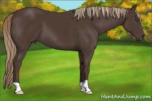 Horse Color:Liver Chestnut 