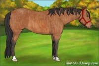 Horse Color:Bay  Brindle