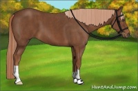 Horse Color:Chestnut  Brindle