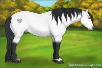 Horse Color:Bay Chinchilla