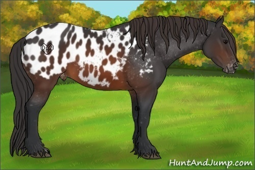 Horse Color:Brown Appaloosa 