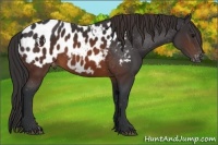 Horse Color:Brown Appaloosa