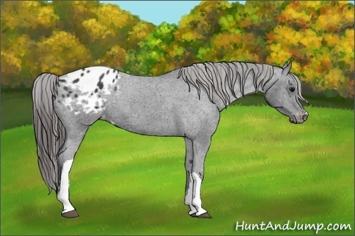 Horse Color:Black Appaloosa 