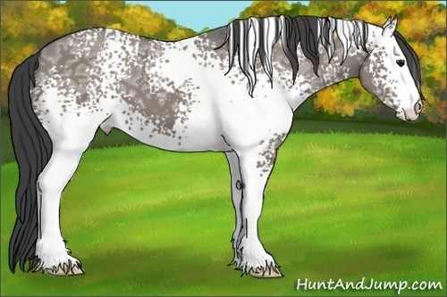 Horse Color:White Spotted Smoky Grullo Ice 