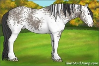 Horse Color:White Spotted Smoky Grullo Ice 