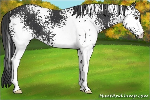 Horse Color:White Spotted Black 