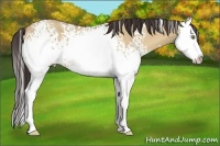 Horse Color:White Spotted Amber Champagne Dun Splash 