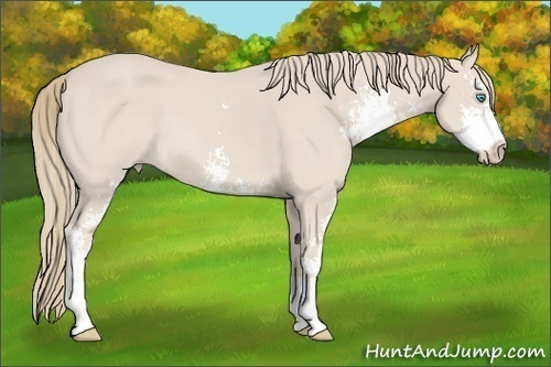 Horse Color:Smoky Creme Sabino