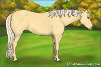 Horse Color:Palomino Dun 