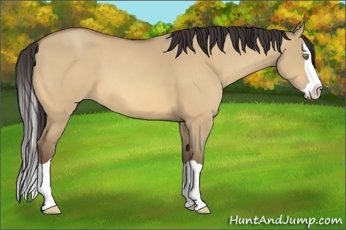 Horse Color:Amber Champagne Dun Splash