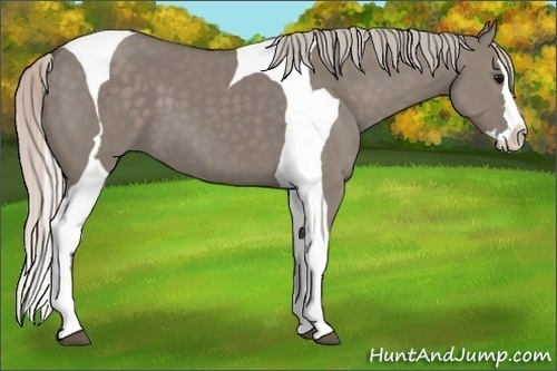 Horse Color:Silver Grullo Splash Tobiano 