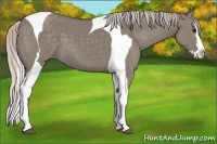 Horse Color:Silver Grullo Splash Tobiano